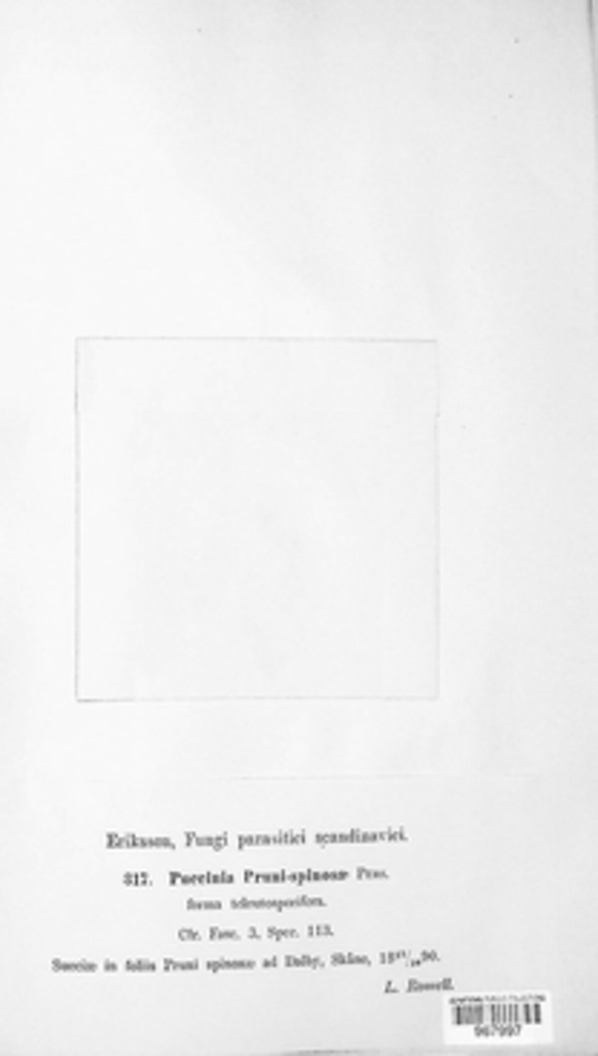 Tranzschelia pruni-spinosae image